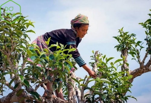 Thôn nữ hái trà shan tuyết cổ thụ